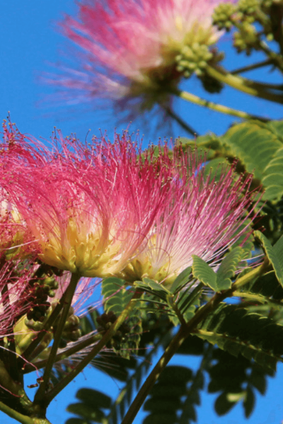 Jonge Perzische Slaapboom |  Albizia julibrissin 'Ombrella'