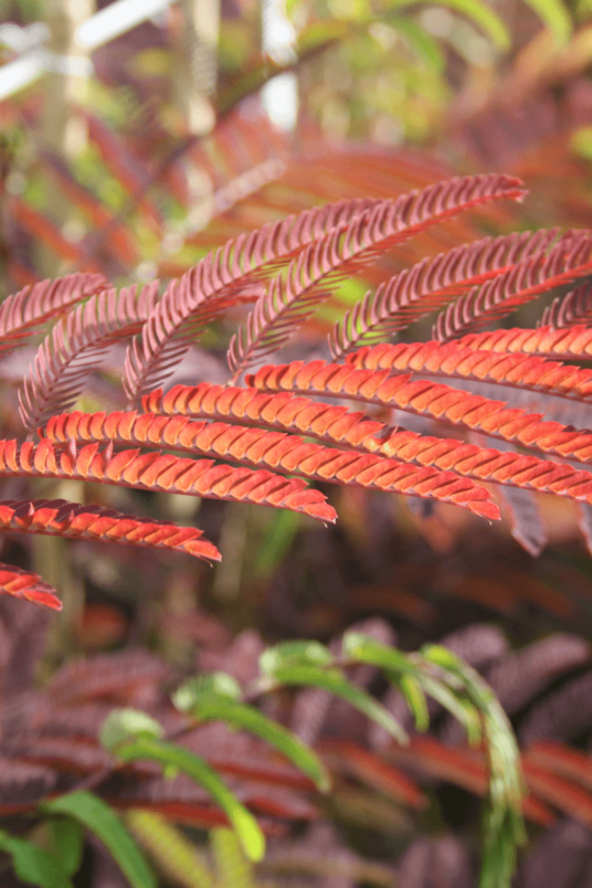 Young Persian Silk Tree | Albizia julibrissin 'Summer Chocolate'