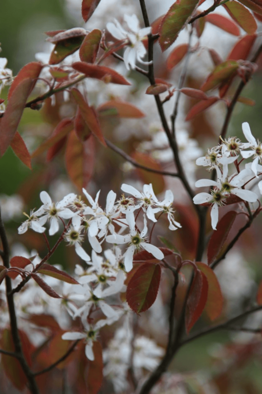 Young Serviceberry Tree | Amelanchier lamarckii