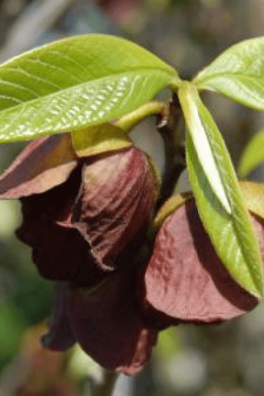 Jonge Pawpaw boom | Asimina triloba