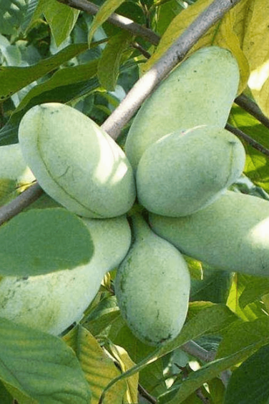 Jonge Pawpaw boom | Asimina triloba