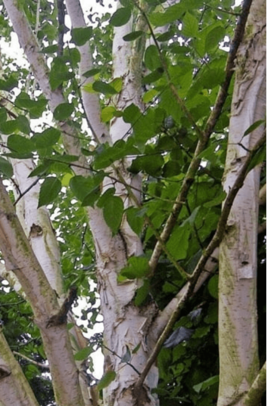 Junge Himalaya-Birkenbaum | Betula utilis 'Doorenbos'