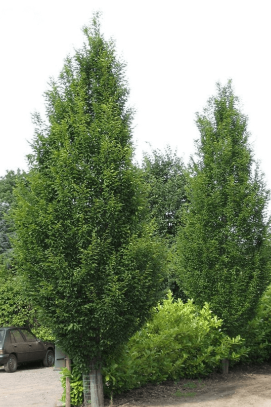 Junge Säulen-Hainbuchenbaum | Carpinus betulus 'Fastigiata'
