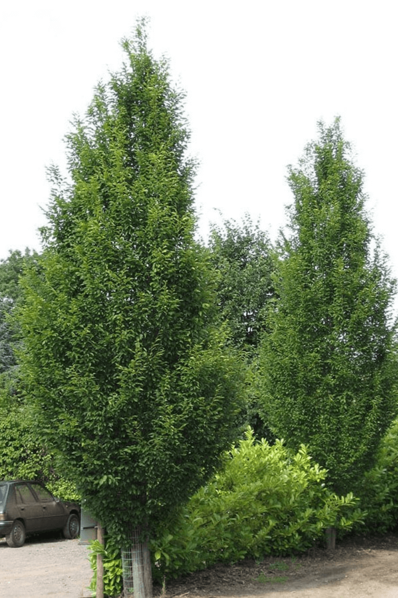 https://cdn.webshopapp.com/shops/304745/files/340666751/file.jpg