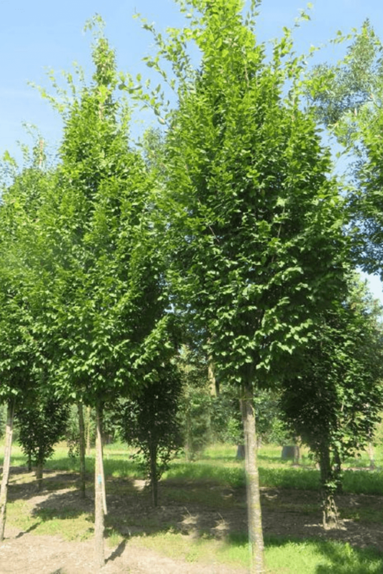 Jonge Zuilvormige Haagbeuk boom | Carpinus betulus 'Frans Fontaine'