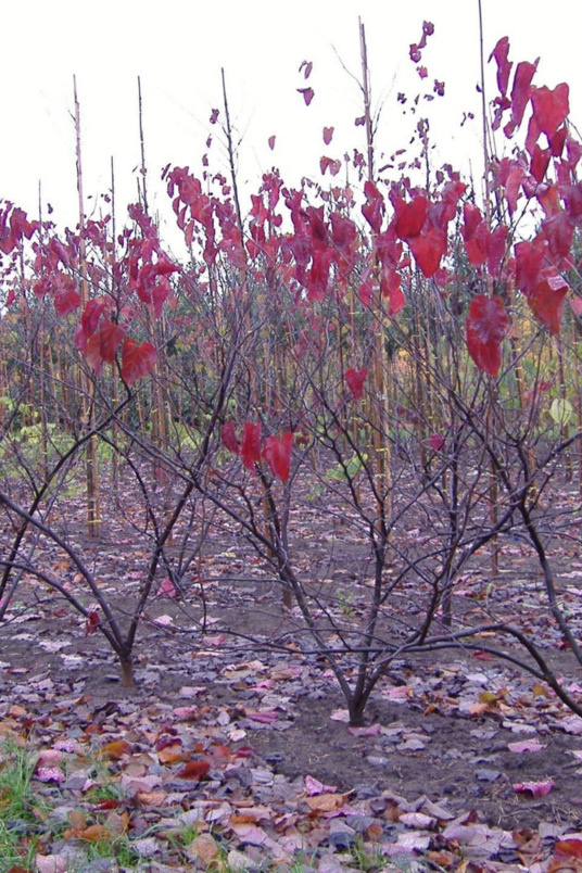 Jonge Roodbladige Judasboom Struik | Cercis canadensis 'Forest Pansy'