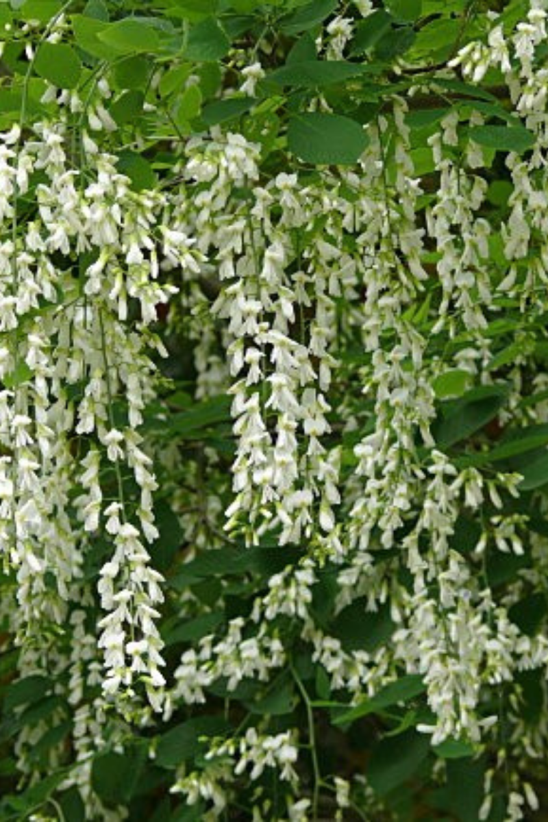 https://cdn.webshopapp.com/shops/304745/files/340672378/file.jpg