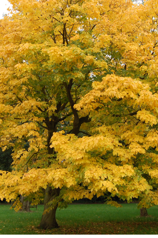 Young Yellowwood Tree | Cladrastis kentukea