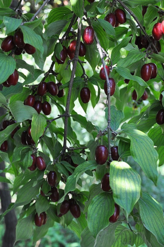 Junger Großfrüchtiger Hartriegelbaum | Cornus mas 'Jolico'