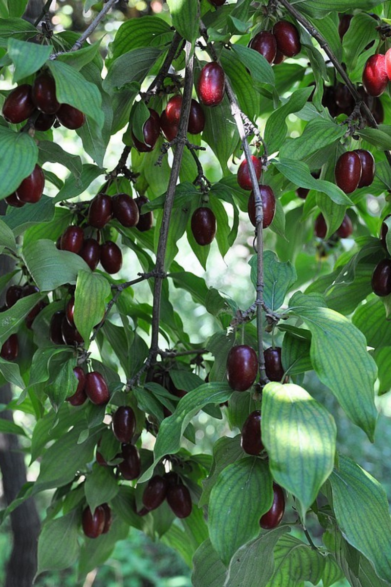 https://cdn.webshopapp.com/shops/304745/files/340673241/file.jpg