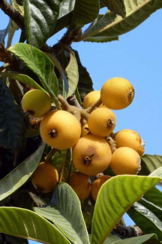 Junger Japanischer Mispelbaum | Eriobotrya japonica