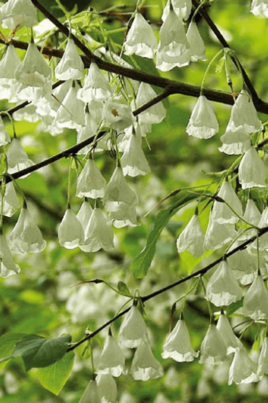 Young Carolina Silverbell Tree | Halesia carolina