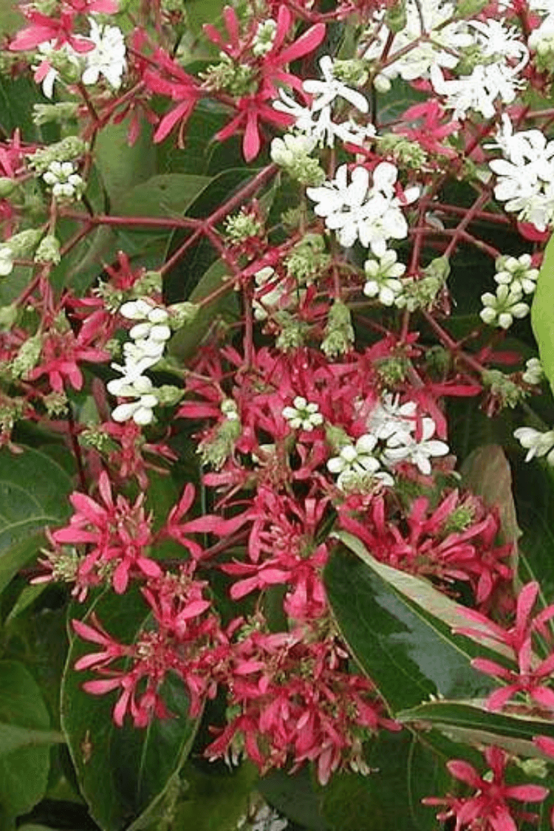 https://cdn.webshopapp.com/shops/304745/files/341248338/file.jpg