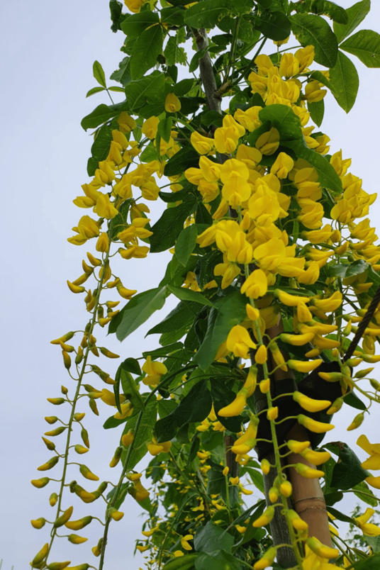 Jonge Gouden regen boom | Laburnum anagyroides 'Yellow Rocket'