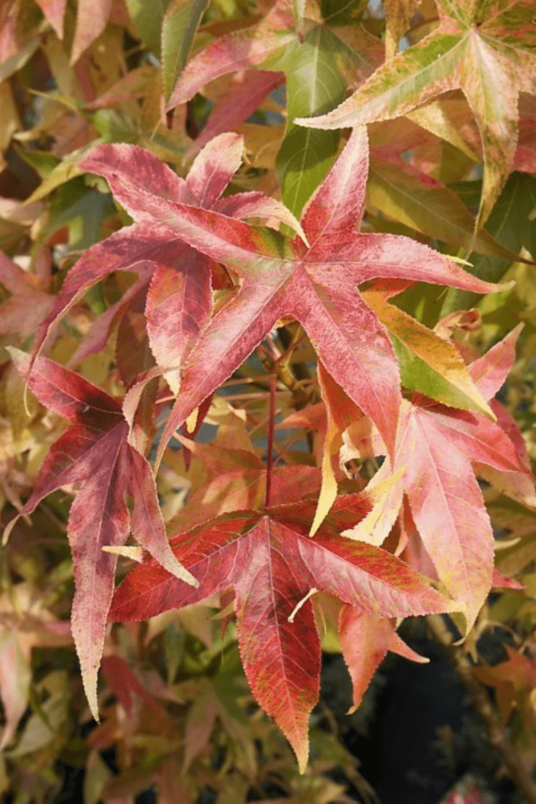 Junger Gelb-grüner Amberbaum | Liquidambar styraciflua 'Aurea'