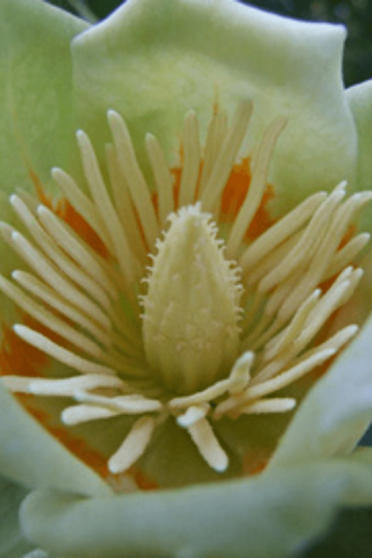 Junger Bunter Tulpenbaum | Liriodendron tulipifera 'Snow Bird'