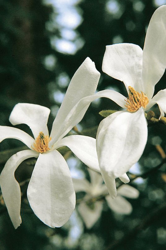 Junger Biberbaum. | Magnolia kobus