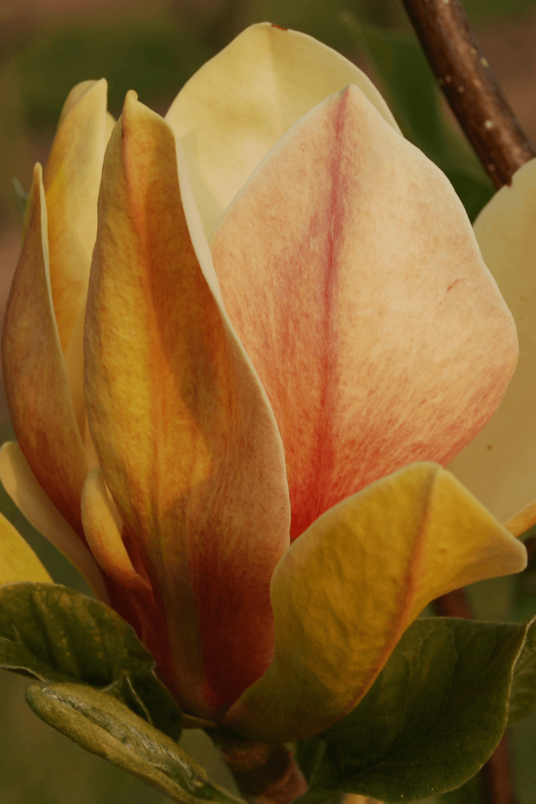 Junger Biberbaum | Magnolia 'Sunsation'