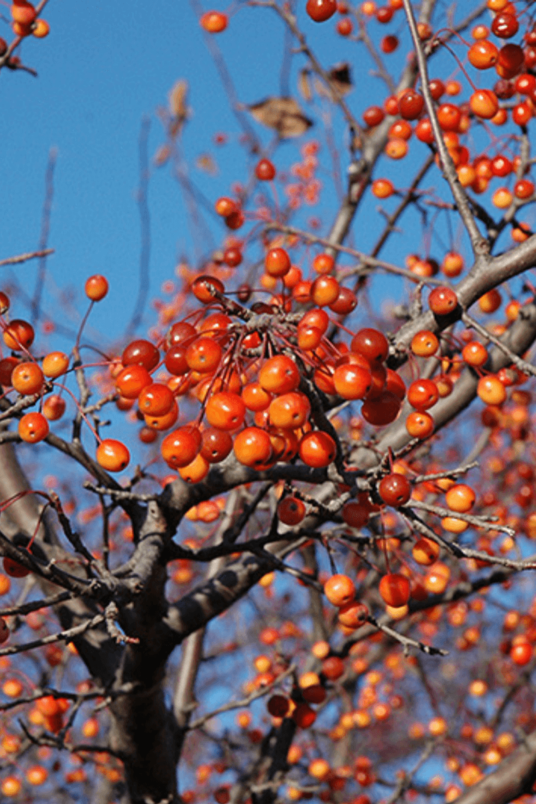 Young Ornamental Apple Tree | Malus 'Indian Magic'