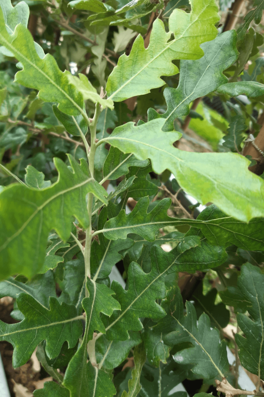 Junger Spanischer Eichenbaum | Quercus hispanica 'Diversifolia'