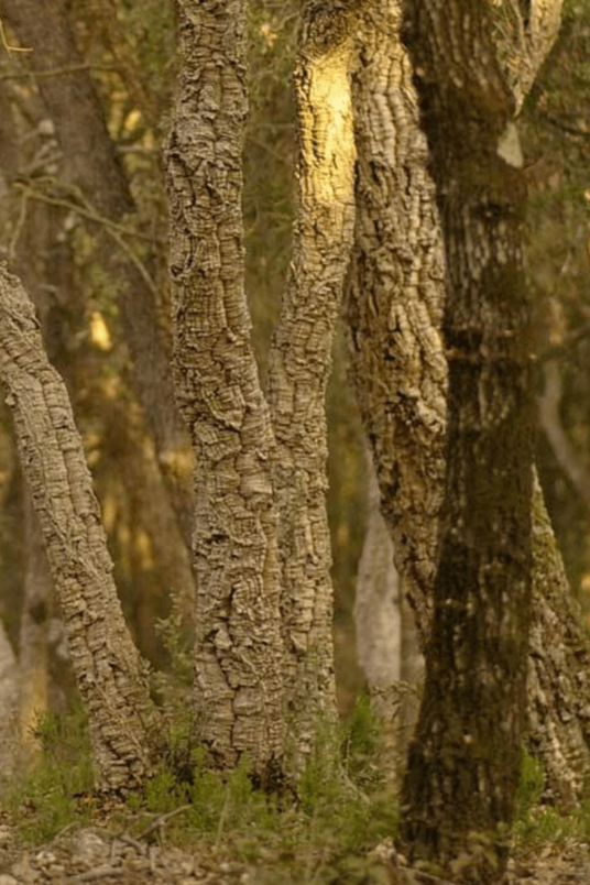 Junger Korkeichenbaum | Quercus suber