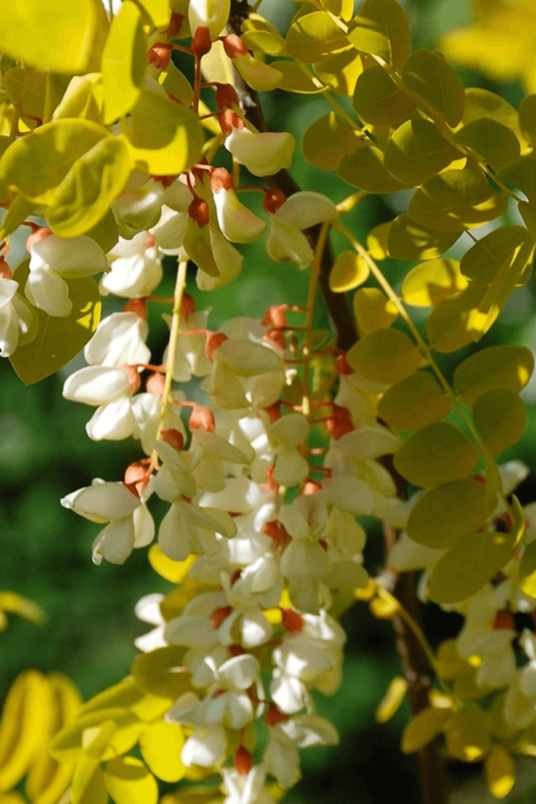 Jonge  Gele Acacia boom | Robinia pseudoacacia 'Frisia'