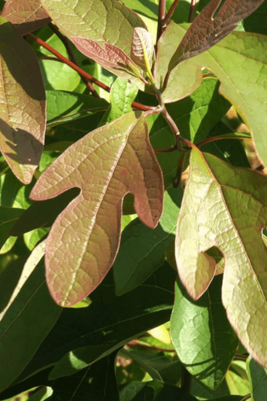 Junger Sassafrasbaum | Sassafras albidum