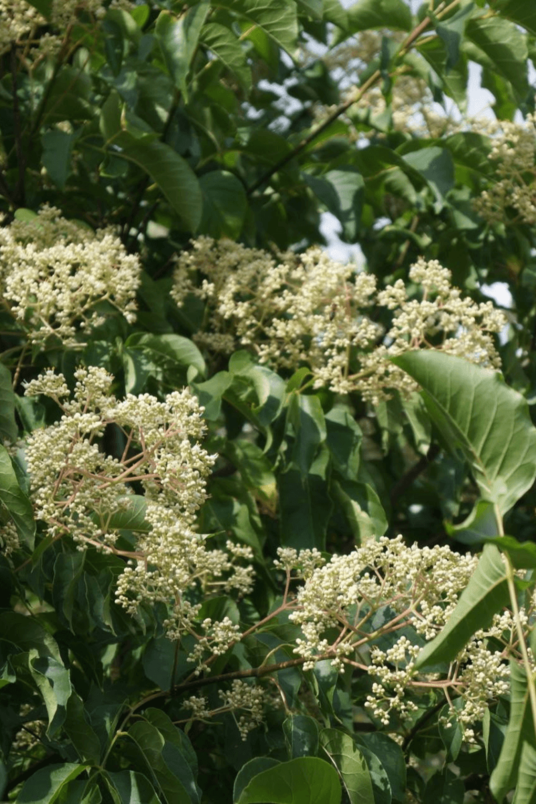 Jonge Bijenboom | Tetradium daniellii