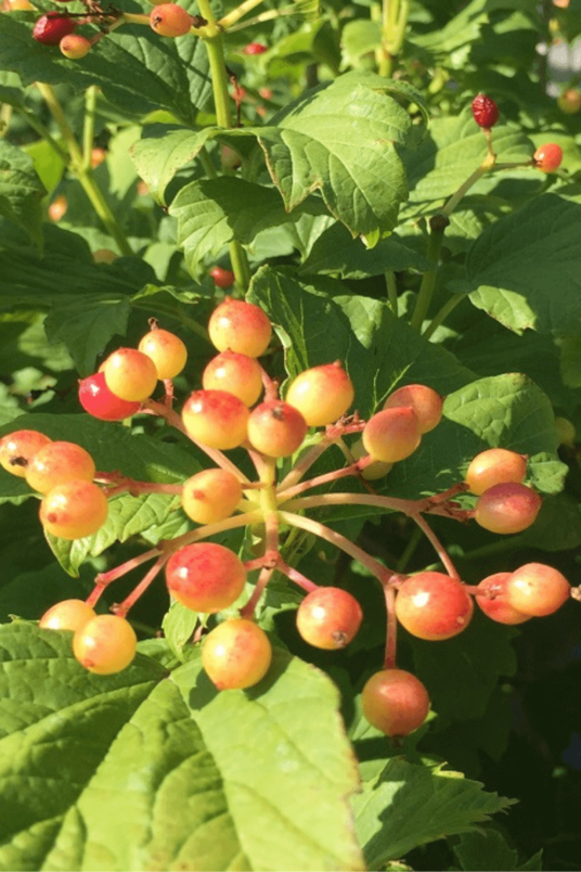 Young Gelderse Roos tree | Viburnum opulus 'Compactum'