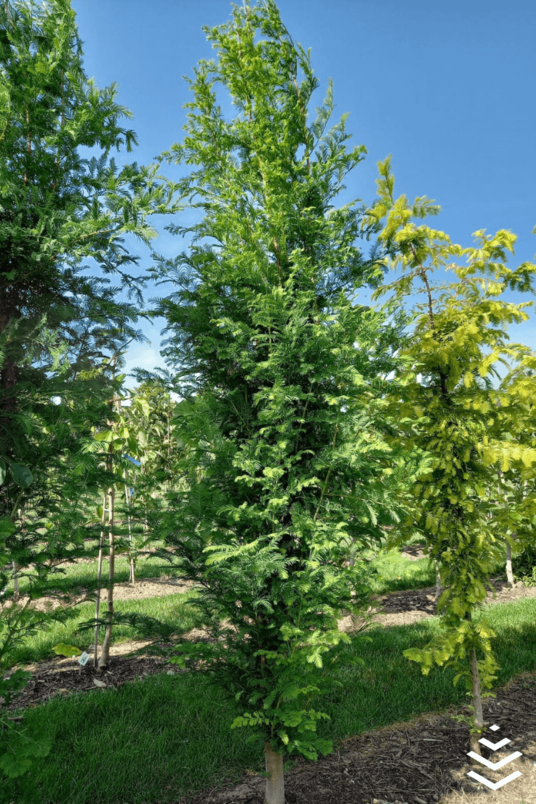Junger Wasserzypressenbaum | Metasequoia glyptostroboides 'Sheridan Spire'