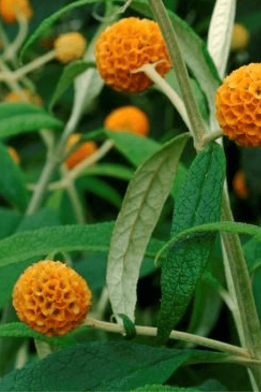 Buddleja globosa | Bolvormige Vlinderstruik