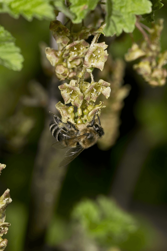 Ribes nigrum | Zwarte Bes