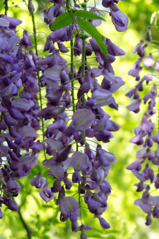 Wisteria sinensis | Blauwe regen