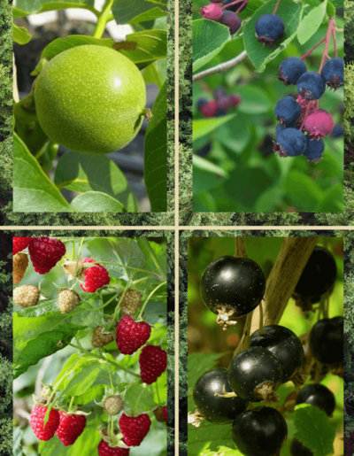 Plantpakket Eetbare Vruchten
