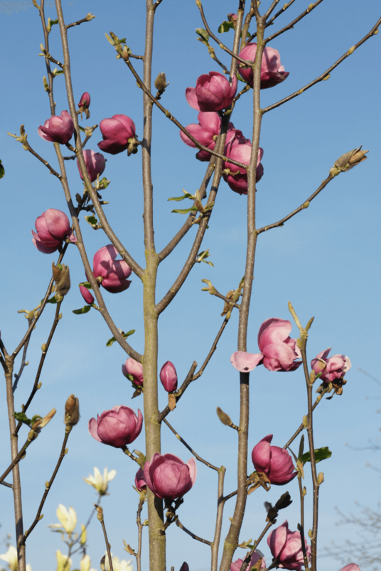 Junge Biberbaum | Magnolia 'Black Tulip' Strauchform