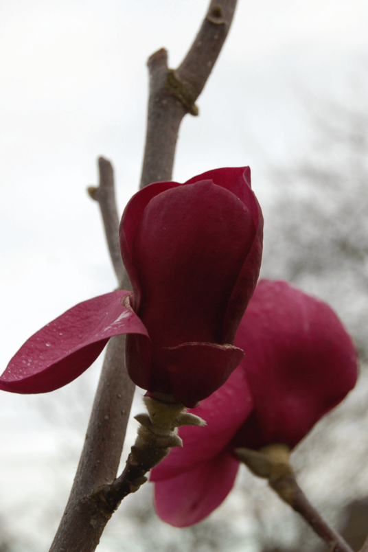 Young Beaver Tree | Magnolia 'Black Tulip' Shrub Form