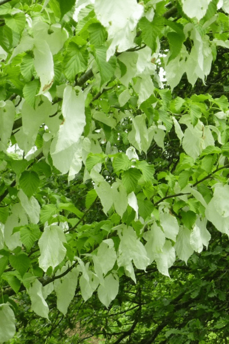 https://cdn.webshopapp.com/shops/304745/files/369391804/file.jpg