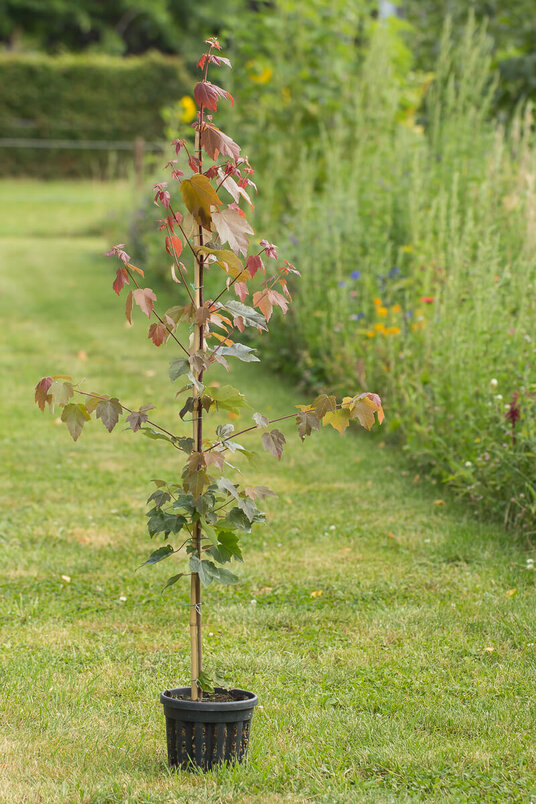 Young Red Maple tree | Acer rubrum 'Summer Red'