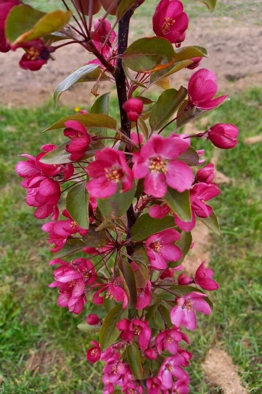 Young Ornamental Apple Tree | Malus 'Paul Hauber'