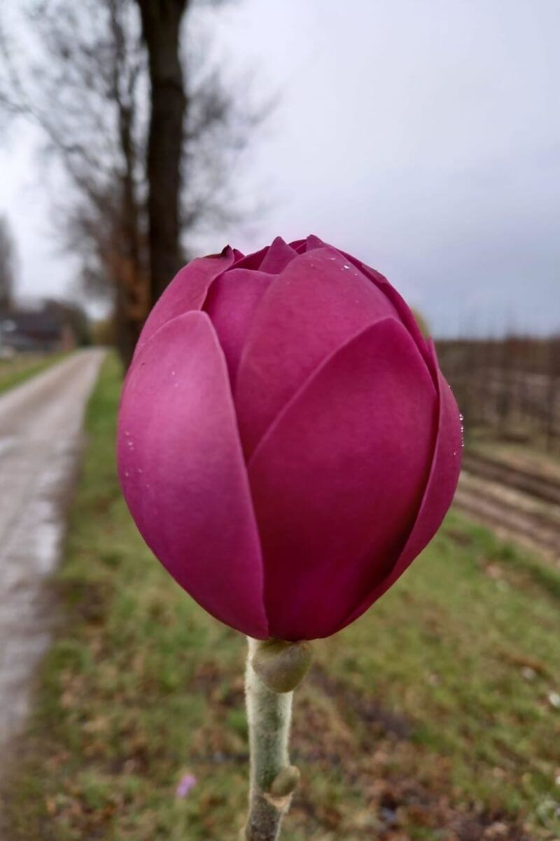 https://cdn.webshopapp.com/shops/304745/files/370793532/file.jpg