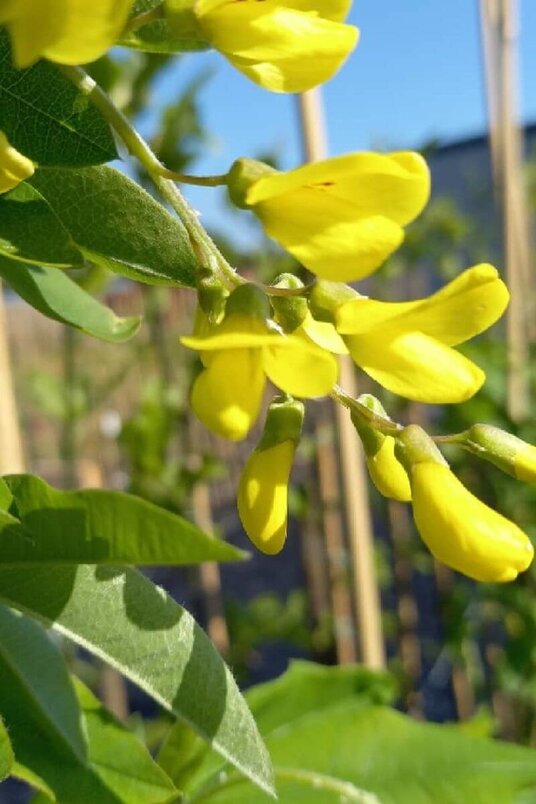 Young Golden Chain Tree | Laburnum x watereri 'Vossii'