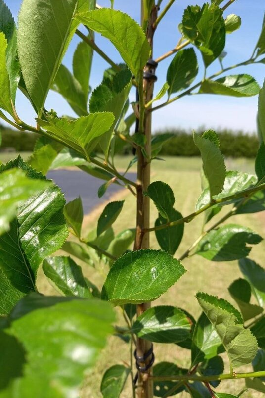 Junger Pflaumenblättriger Weißdornbaum | Crataegus persimilis 'Splendens'