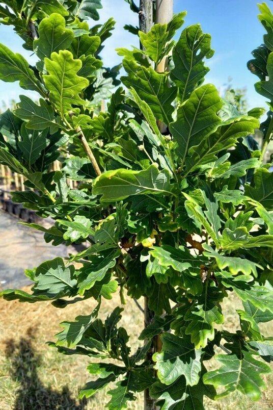 Jonge Zuilvormige Eikenboom | Quercus robur 'Fastigiate Koster'