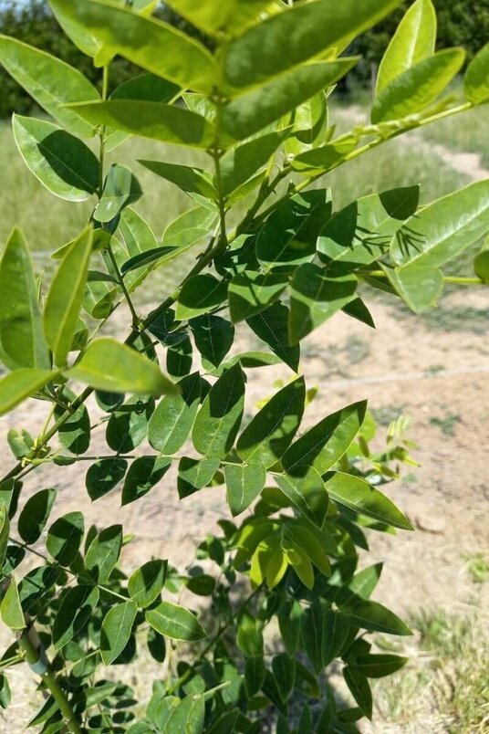 Junger Honigbaum | Styphnolobium japonicum 'Regent'