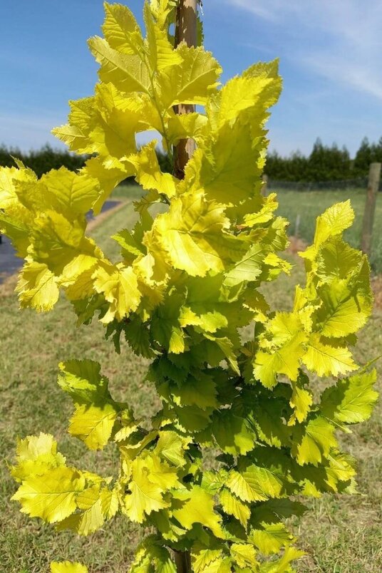 Jonge Goudiep boom | Ulmus hollandica 'Wredei'