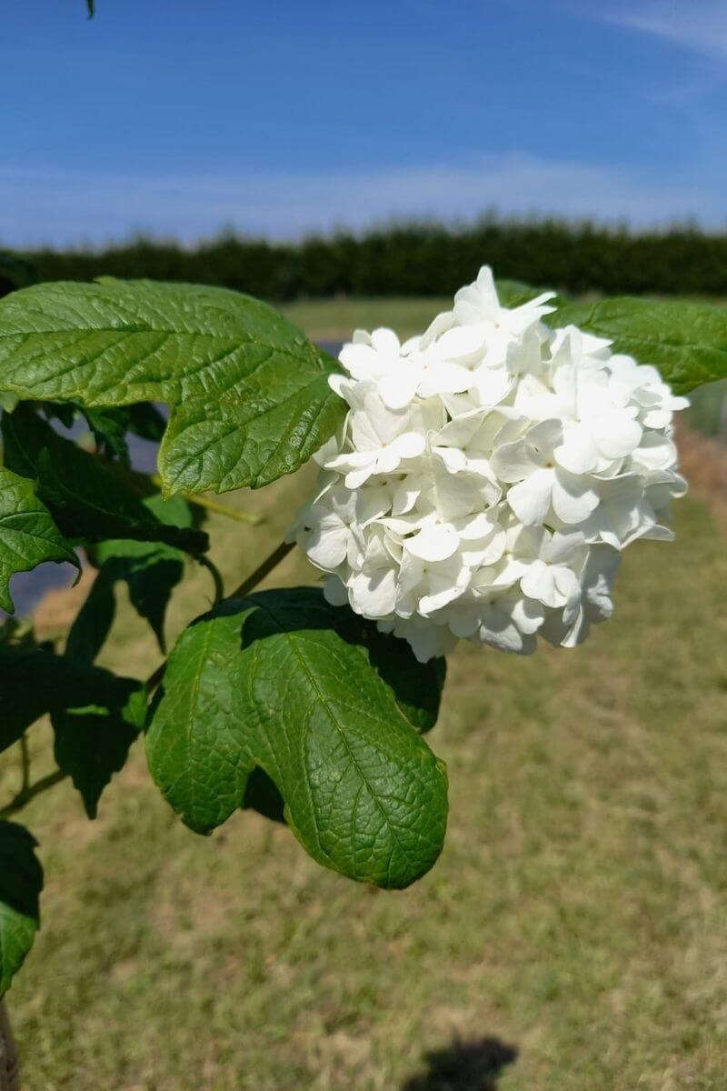 https://cdn.webshopapp.com/shops/304745/files/371673845/file.jpg