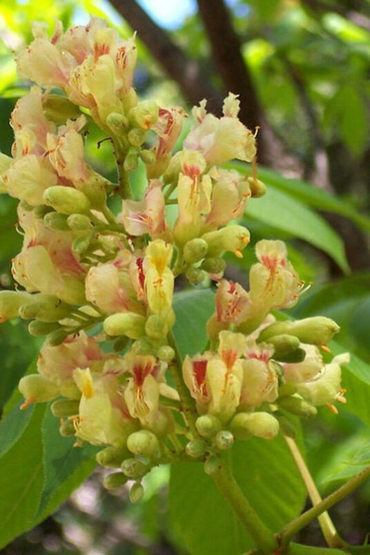 Junge Gelbe Kastanienbaum | Aesculus flava 'Vestita'