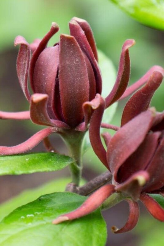 Jonge Meloenboom  | Calycanthus floridus