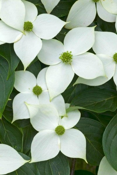 Junger Japanischer Großblütiger Hartriegelbaum | Cornus kousa 'China Girl'