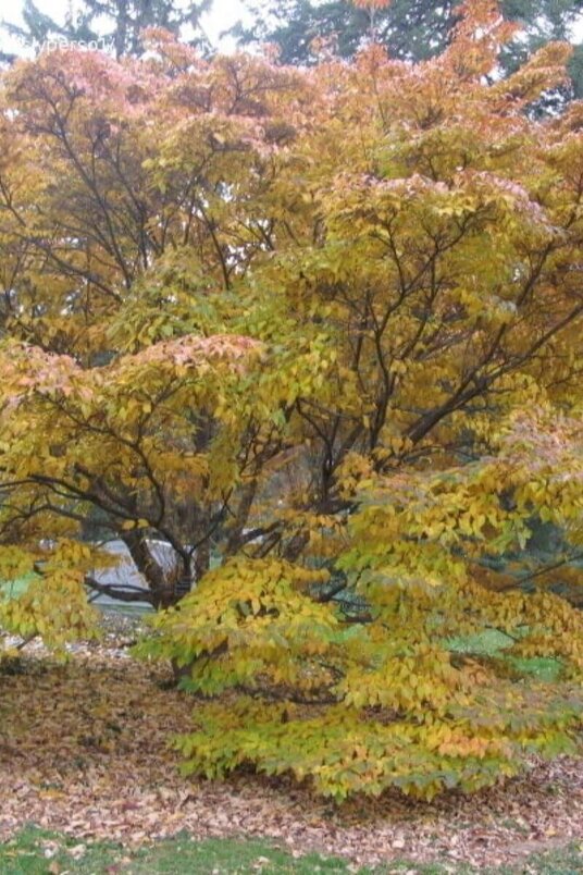 Young Large-flowered Japanese Dogwood tree | Cornus kousa 'Milky Way'